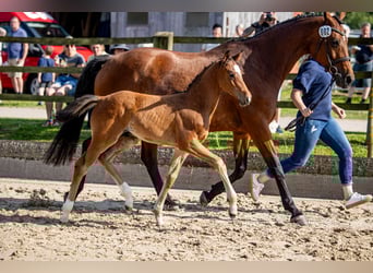 Hannoveraan, Hengst, Veulen (04/2025), Bruin