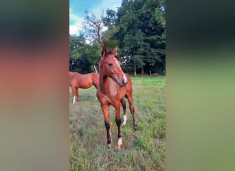 Hannoveraan, Hengst, Veulen (04/2025), Bruin