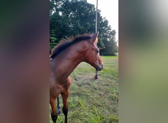 Hannoveraan, Hengst, Veulen (04/2025), Bruin