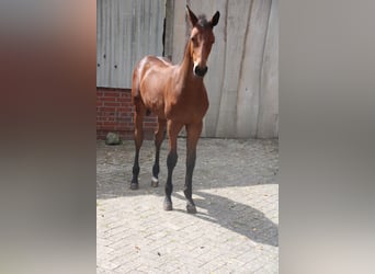 Hannoveraan, Hengst, Veulen (04/2026), Bruin