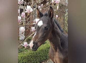 Hannoveraan, Hengst, Veulen (03/2026), Donkerbruin