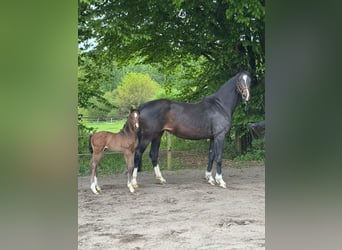 Hannoveraan, Hengst, Veulen (04/2025), Donkerbruin