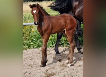 Hannoveraan, Hengst, veulen (01/2024), Donkerbruin