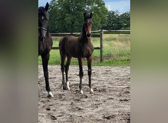 Hannoveraan, Hengst, veulen (05/2024), Donkerbruin