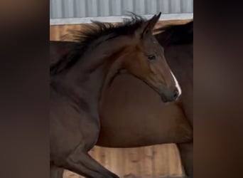 Hannoveraan, Hengst, Veulen (02/2026), Donkerbruin