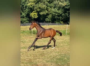 Hannoveraan, Hengst, Veulen (05/2025), Donkerbruin
