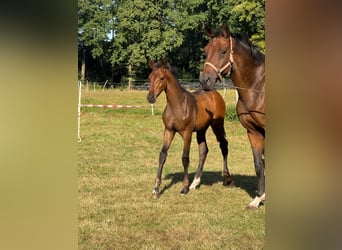 Hannoveraan, Hengst, Veulen (05/2025), Donkerbruin