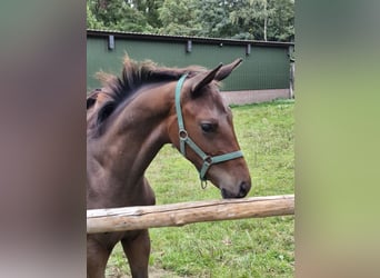 Hannoveraan, Hengst, Veulen (05/2025), Donkerbruin