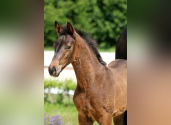 Hannoveraan, Hengst, Veulen (04/2025), Donkerbruin