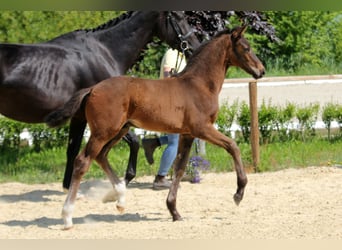 Hannoveraan, Hengst, Veulen (04/2025), Donkerbruin