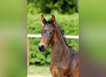 Hannoveraan, Hengst, Veulen (04/2025), Donkerbruin