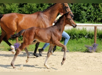 Hannoveraan, Hengst, Veulen (04/2025), Donkerbruin