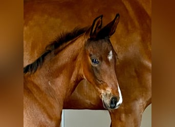 Hannoveraan, Hengst, Veulen (04/2025), Donkerbruin