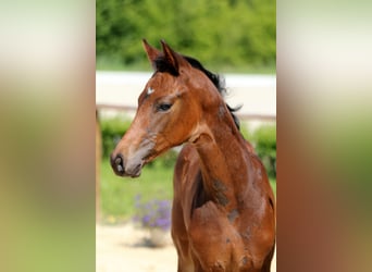 Hannoveraan, Hengst, Veulen (04/2025), Donkerbruin