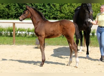 Hannoveraan, Hengst, Veulen (04/2025), Donkerbruin