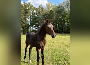 Hannoveraan, Hengst, Veulen (06/2026), Donkerbruin