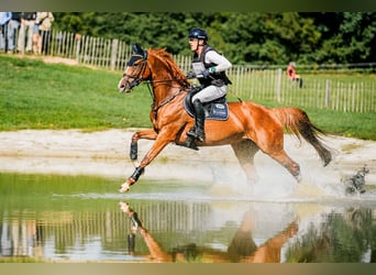 Hannoveraan, Hengst, Veulen (06/2026), Donkerbruin