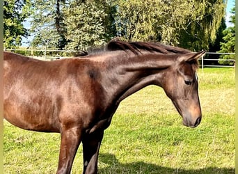 Hannoveraan, Hengst, veulen (04/2024), Donkerbruin