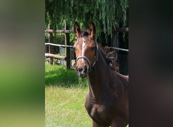 Hannoveraan, Hengst, Veulen (05/2025), Donkerbruin