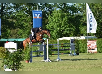 Hannoveraan, Hengst, Veulen (05/2025), Donkerbruin