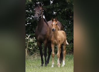 Hannoveraan, Hengst, veulen (06/2024), Donkere-vos