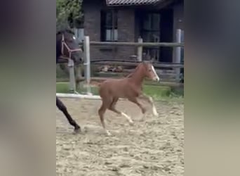 Hannoveraan, Hengst, Veulen (04/2025), Donkere-vos