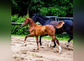 Hannoveraan, Hengst, Veulen (03/2026), Donkere-vos