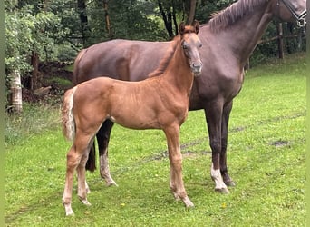 Hannoveraan, Hengst, Veulen (05/2025), Donkere-vos