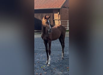 Hannoveraan, Hengst, Veulen (04/2026), Donkere-vos