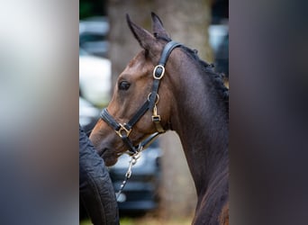 Hannoveraan, Hengst, veulen (03/2024), kan schimmel zijn