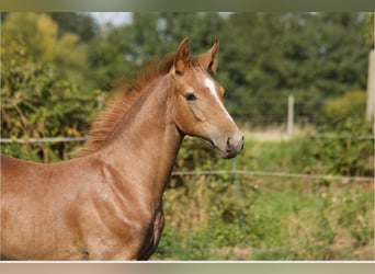 Hannoveraan, Hengst, Veulen (04/2025), kan schimmel zijn