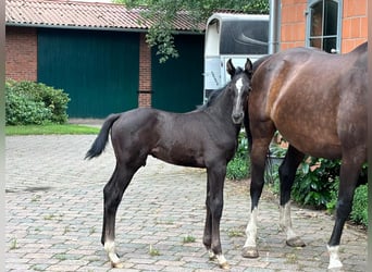 Hannoveraan, Hengst, veulen (06/2024), kan schimmel zijn