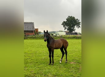 Hannoveraan, Hengst, veulen (02/2024), kan schimmel zijn