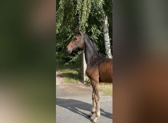 Hannoveraan, Hengst, veulen (04/2023), kan schimmel zijn