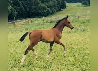 Hannoveraan, Hengst, Veulen (05/2026), Lichtbruin