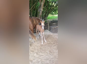 Hannoveraan, Hengst, Veulen (06/2025), Palomino