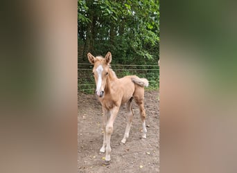 Hannoveraan, Hengst, Veulen (06/2025), Palomino