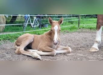 Hannoveraan, Hengst, Veulen (06/2025), Palomino