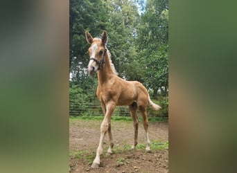 Hannoveraan, Hengst, Veulen (06/2025), Palomino