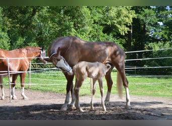 Hannoveraan, Hengst, Veulen (06/2025), Palomino