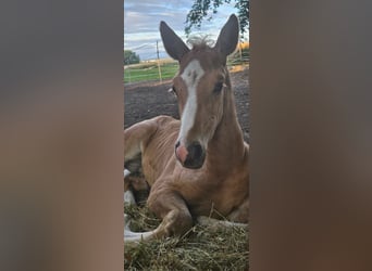 Hannoveraan, Hengst, Veulen (06/2025), Palomino