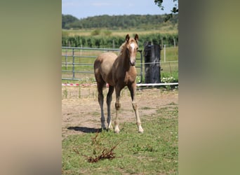 Hannoveraan, Hengst, Veulen (05/2026), Palomino