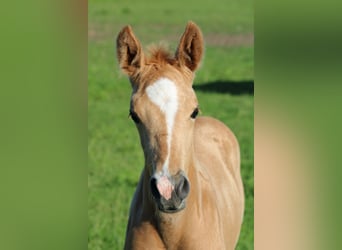 Hannoveraan, Hengst, Veulen (05/2026), Palomino