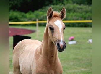 Hannoveraan, Hengst, Veulen (05/2026), Palomino