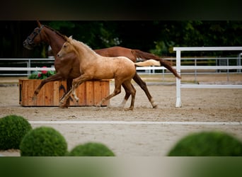 Hannoveraan, Hengst, Veulen (05/2026), Palomino