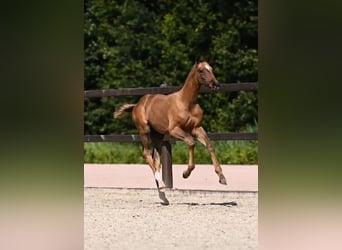 Hannoveraan, Hengst, veulen (05/2024), Rood schimmel