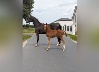Hannoveraan, Hengst, Veulen (04/2026), Roodvos