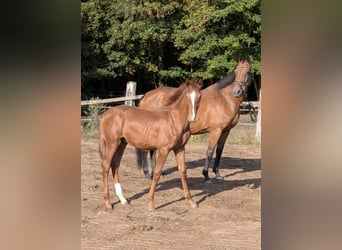Hannoveraan, Hengst, Veulen (02/2026), Vos