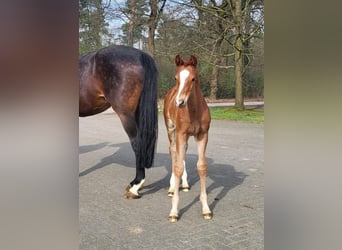 Hannoveraner, Hengst, Fohlen (03/2024), Fuchs