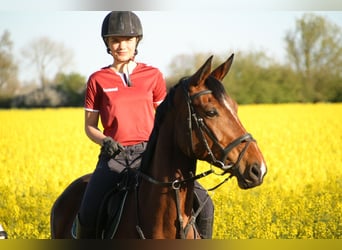 Hannoveraan, Hengst, , Vos
